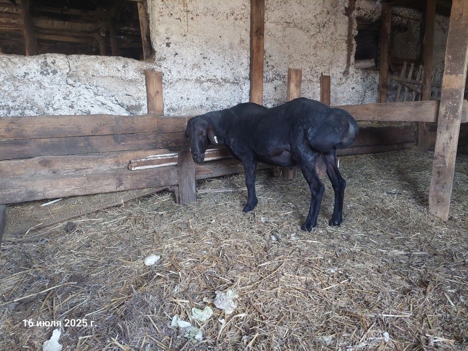 Продам  або обміняю барана