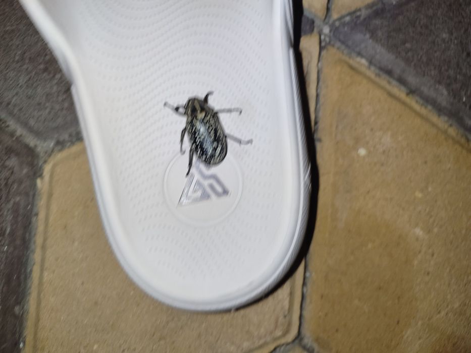 Продам мармурового хруща