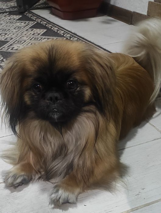 Пекінес для в'язки (злучки)