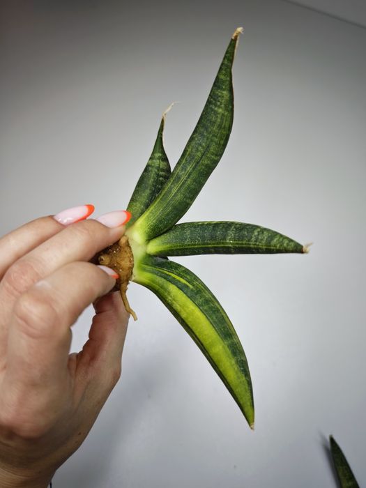 Sansevieria Fischeri Blue var