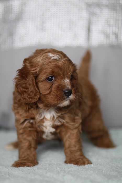 *** Cavapoo śliczny***