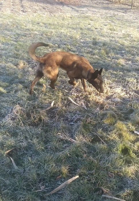 Малінуа КСУ в'язка  Бельгійська вівчарка кобель в'язка