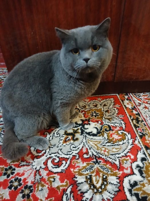 Мальчик Шотландский скотиш-фолд, красивого раскраска.