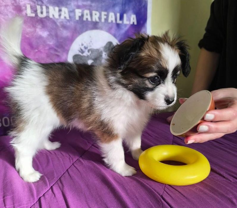 Папійон фален Рафаель цуценя континентальний той спаніель