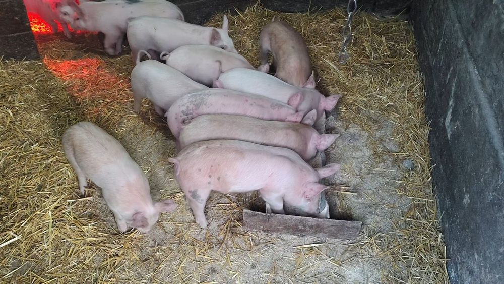 Поросята мясного напрямку