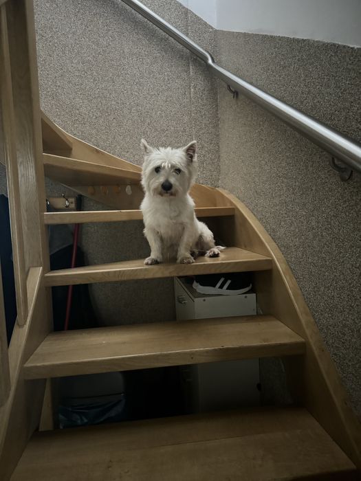 West Highland White Terrier.