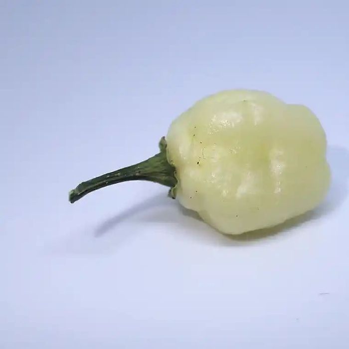 Nasiona papryki SnowBall