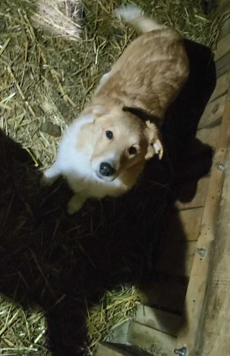 Szczeniaki owczarka szkockiego