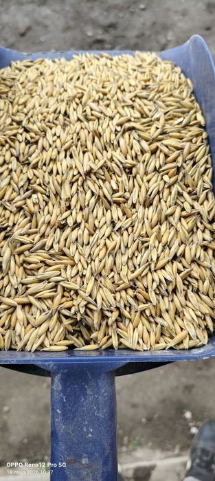 Owies opałowy, do palenia, pellet, 25kg, wysyłka