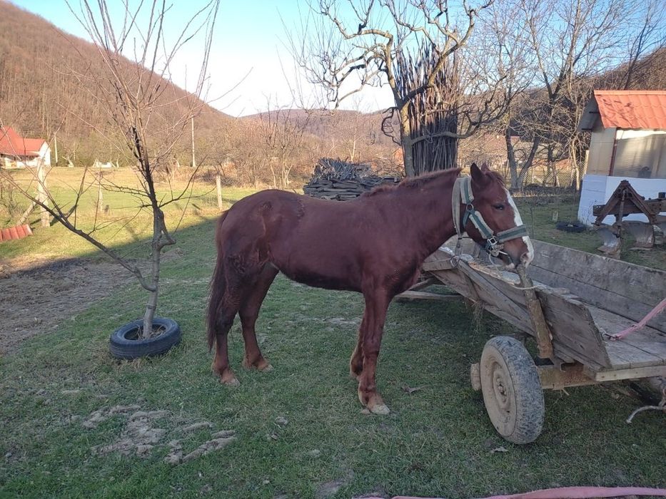 Продається молода кобила!