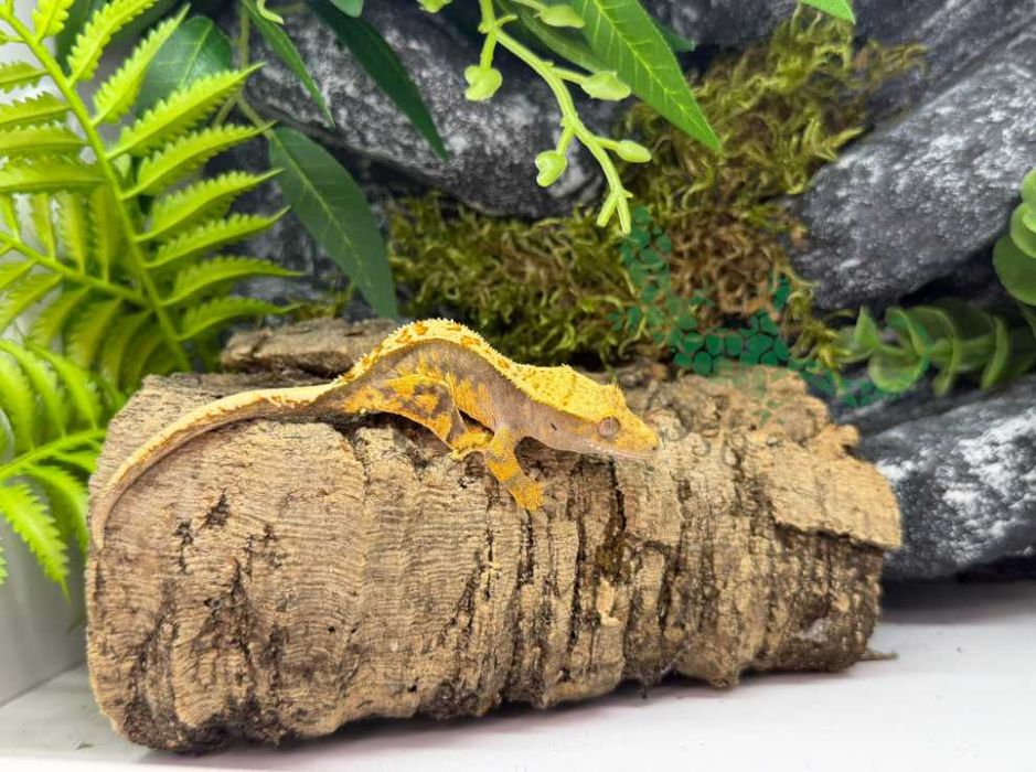 Gekon orzęsiony Gekony orzęsione Konin