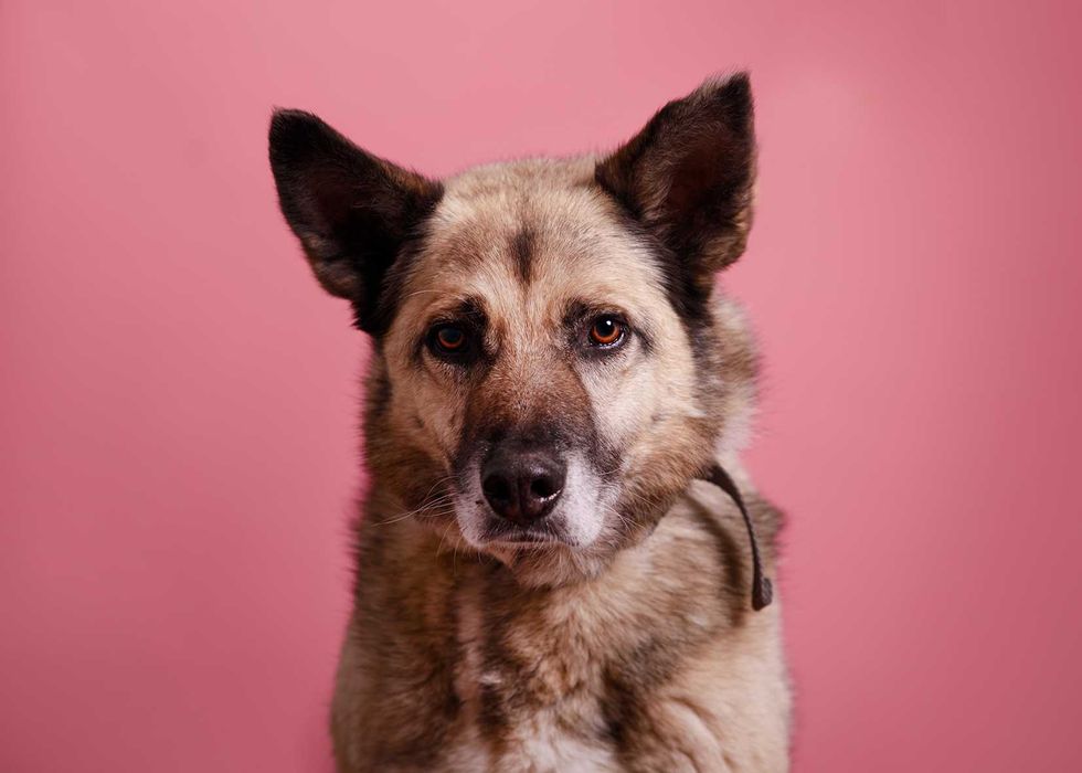 Bajlo - pies na medal