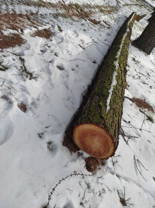 Kłoda,drąg, drzewo, modrzew