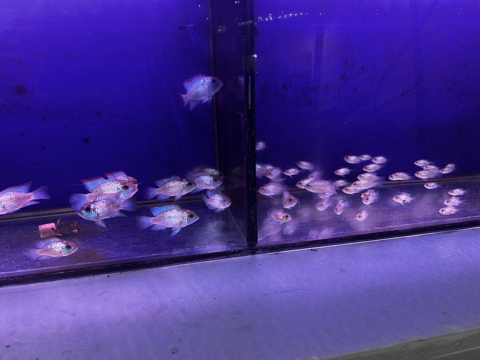 Acara eletric blue