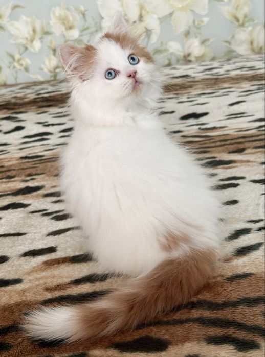 Синьоокий  шотландський красень