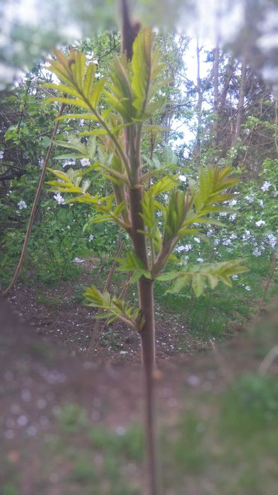 Sumak, octowiec sadzonki