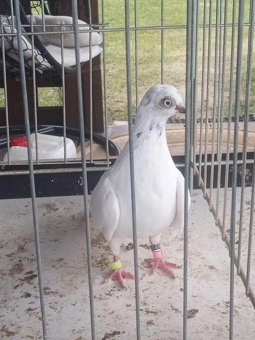 Sprzedam gołębie
