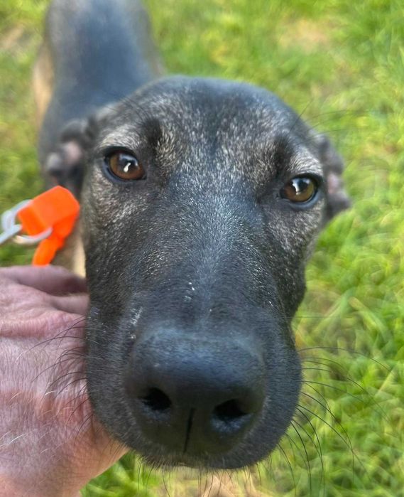 Urocza suczka Capri do adopcji