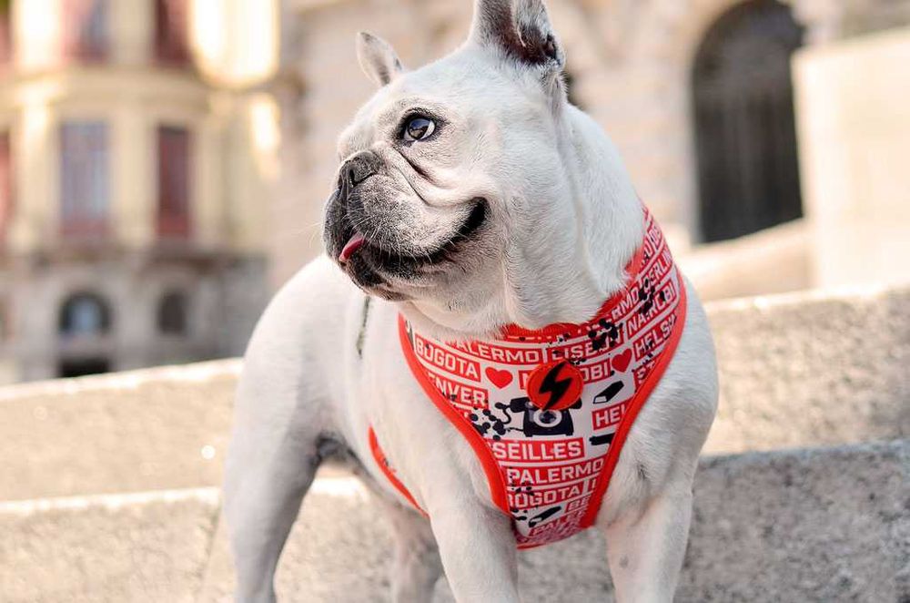 Arnês/Peitoral Cão Dashi Neo Mesh x La Casa de Papel