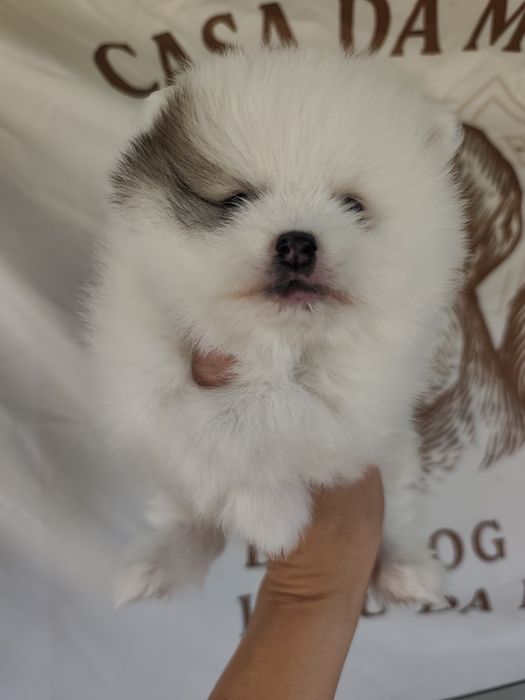 Spitz alemão/lulu