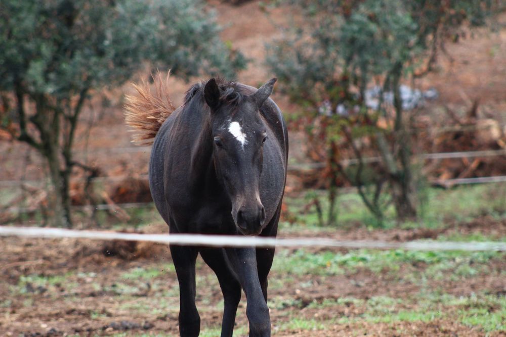 Poldra Ubana muito tipica