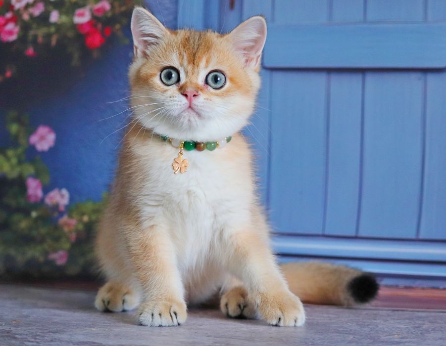 Мальчик золотая шиншилла
