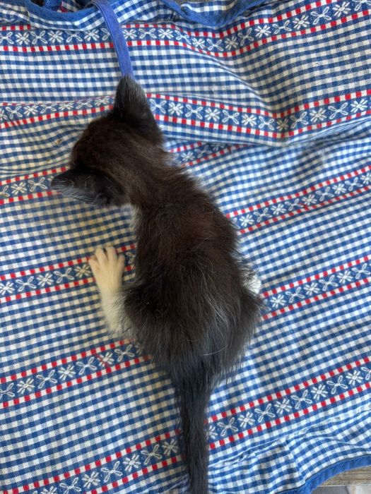 Gatos para adoção