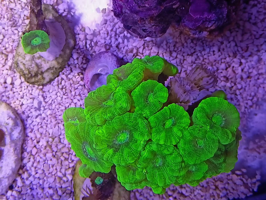 Koralowce LPS Caulastrea fluo, morskie