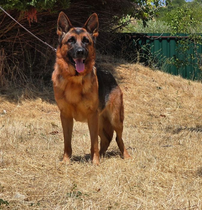 Pastor Alemão de excelência