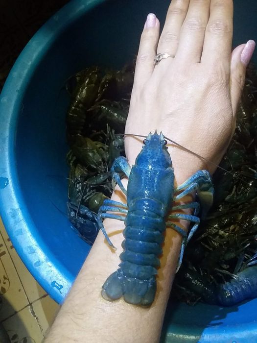 Раки ставкові свіжовиловлені маємо свою водойму живі та варені