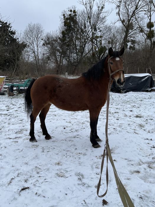 Продам кобилу 12 років