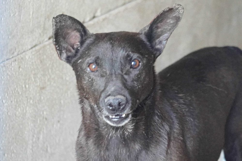 Bornit - niewielki, czarny piesek