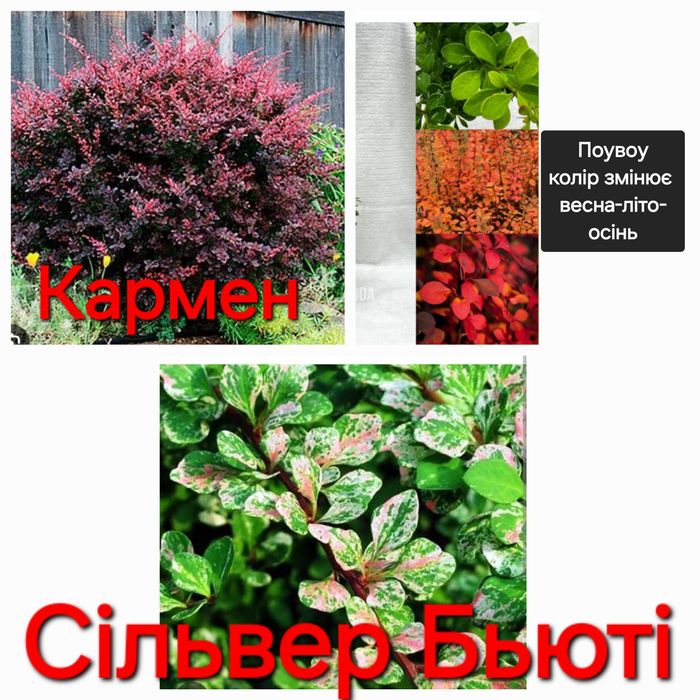 Барбариси трирічні саджанці 7сортів(3л.горшок)Самме Чоколет, Адмірейшн , Оранж Рокет ,Самме Сансет,Кармен,Сільвер бьюті,Поувоу.