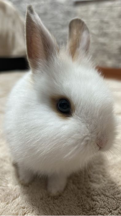 Coelho anao macho 4 meses