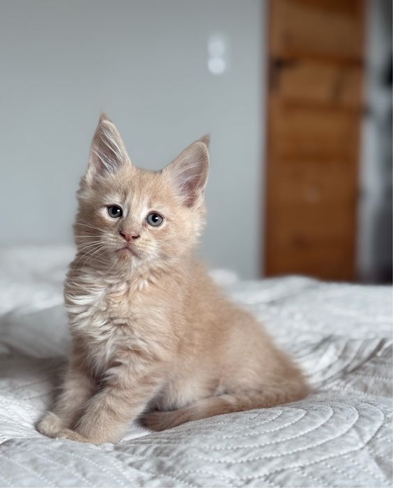 Kremowy kocurek Maine Coon