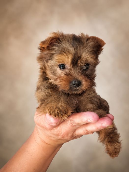 Yorkshire terrier goldust