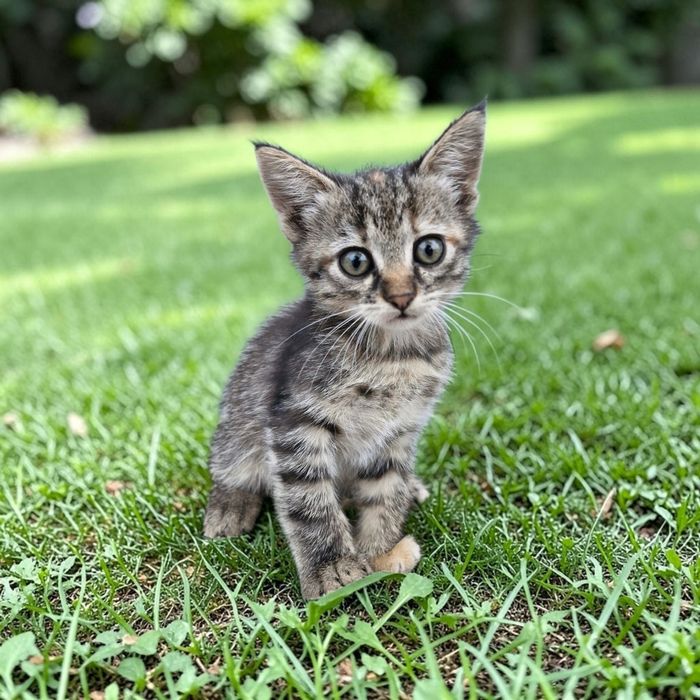 Котята у добрі руки