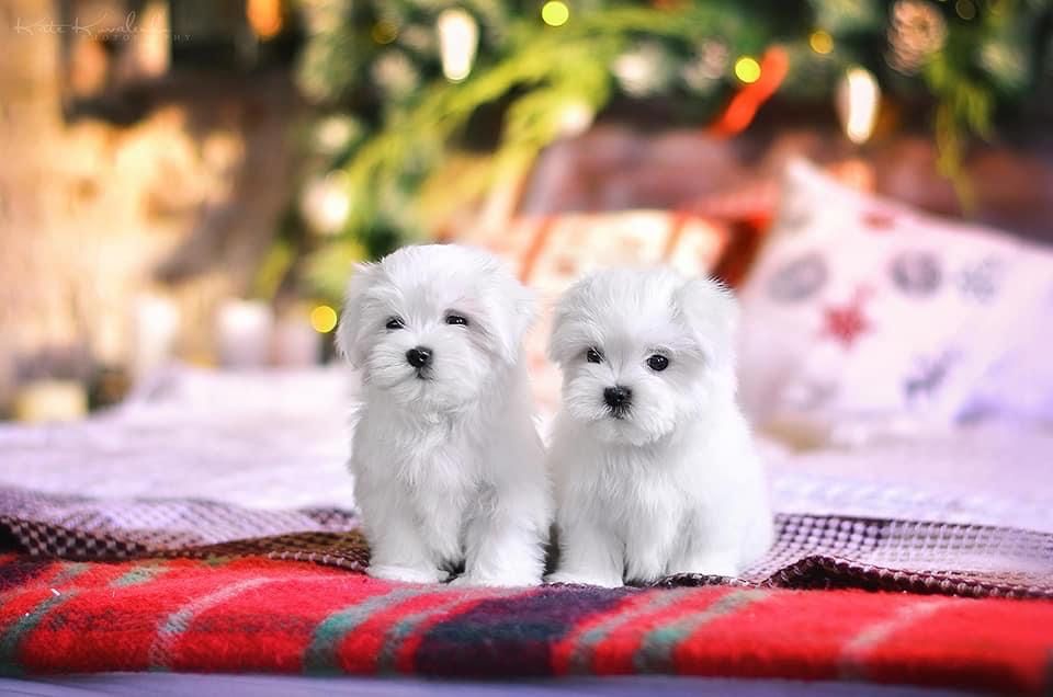 Кукольные малыши от чемпионов