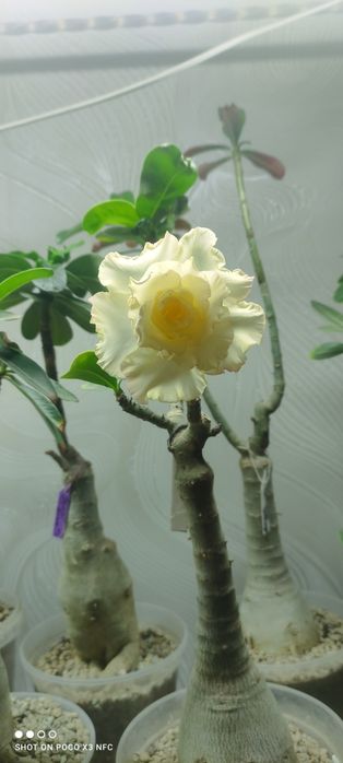 Продам сортовые адениумы