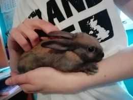 Króliczki młode mix: miniaturka-baran francuski