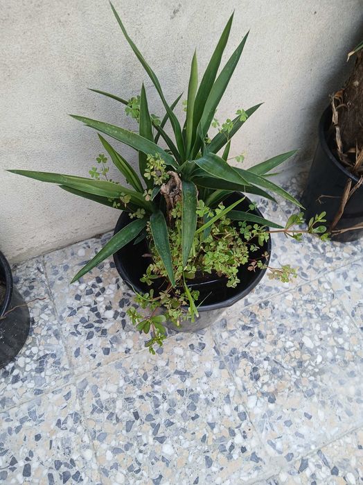 Yuca planta de interior ou exterior Gaia