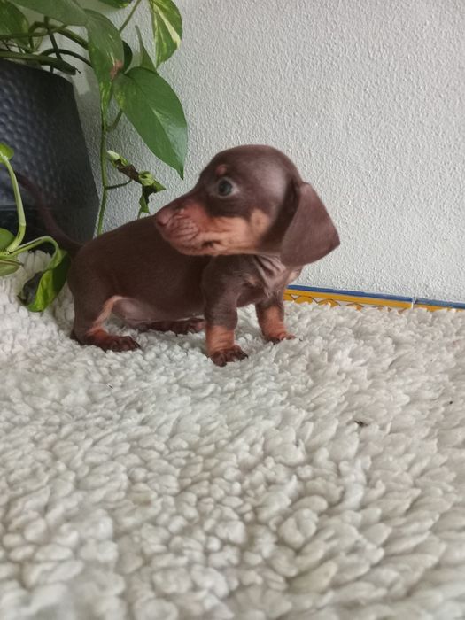 Excelente machoteckel miniatura