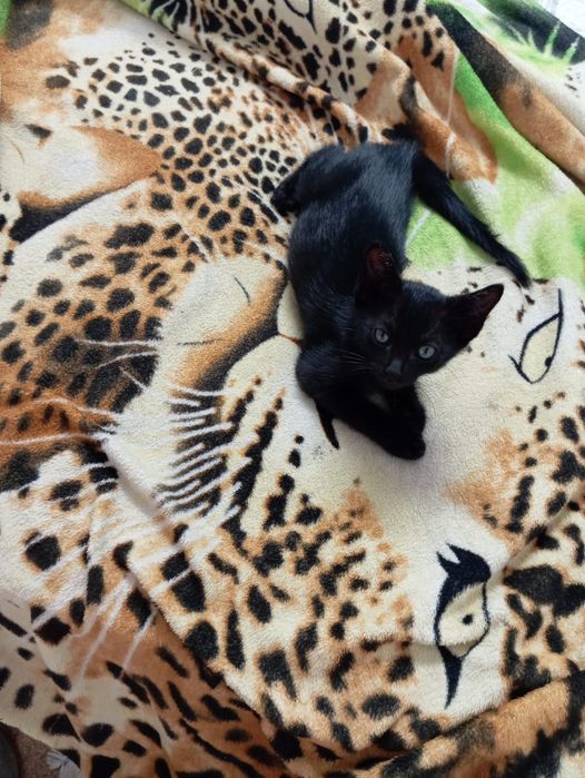 Irmãos Onix !!Gatinhos para adoção