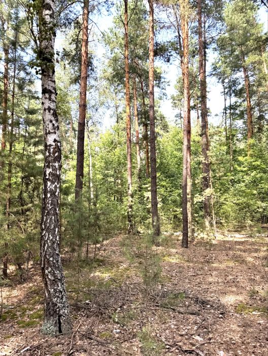 Земельна ділянка під будівництво!ЛІС ! 24сотки. Пилиповичі.