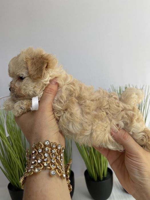 Мальтипу F1 — Їх хочеться обіймати вічно!