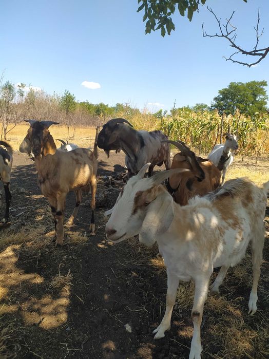 Продаж породистих кіз