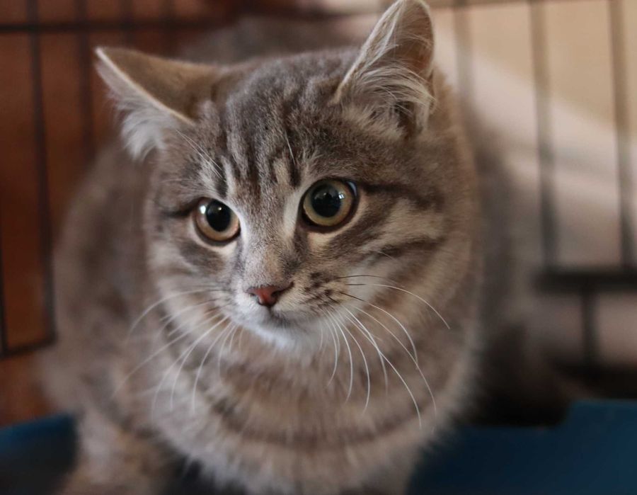 Метис британця у добрі руки