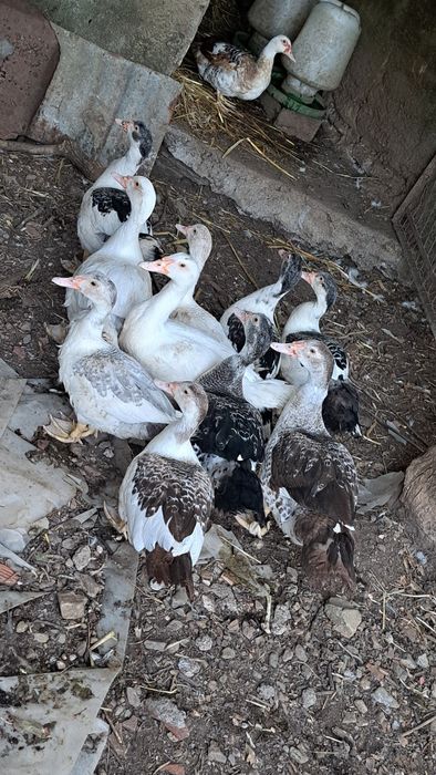 Patos com 3 meses
