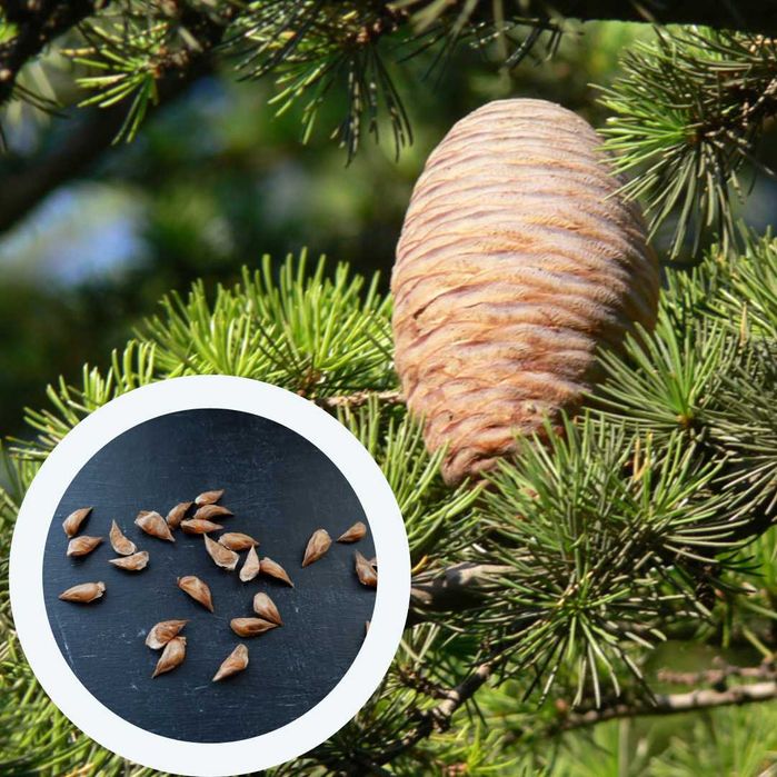 Кедр насіння 10 видів сосна кедрова семена є безкоштовна доставка