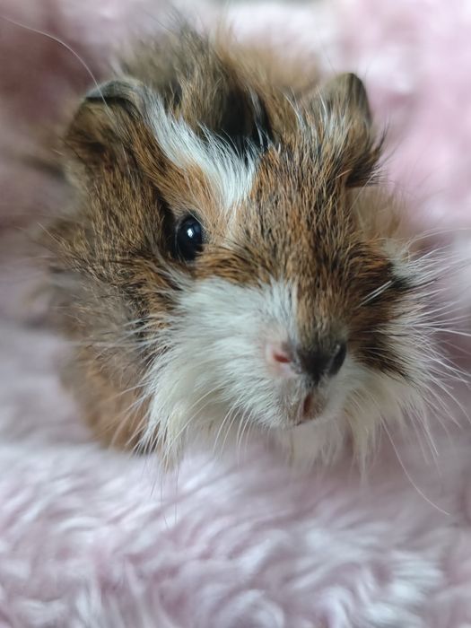 Świnka morska samiec